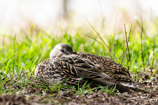 Female Mallard