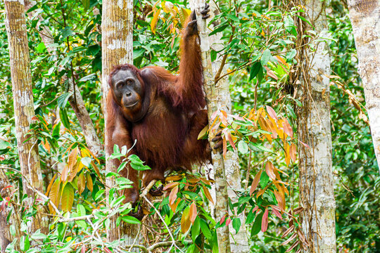 Wild Bornean Orangutan Pongo Pygmaeus in Tanjung Puting National Park Borneo