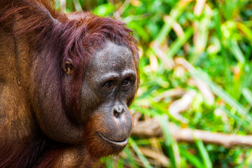 Fototapeta premium Wild Bornean Orangutan Pongo Pygmaeus in Tanjung Puting National Park Borneo