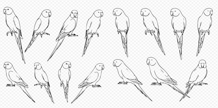 Set of black and white parrot sketches, hand-drawn outline illustrations of tropical birds in various poses.