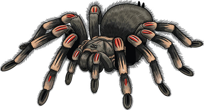 Realistic Tarantula Spider Illustration with Detailed Body, Legs, and Fangs for Wildlife, Insect, and Nature Design Projects