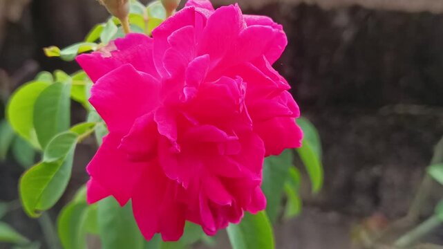 footage on very fresh green leaves pink and white flower
