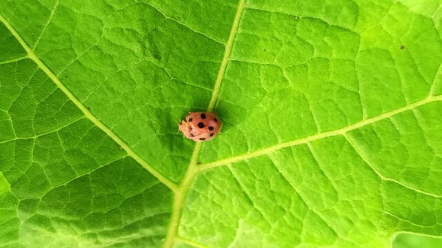 Ladybug small animal footage on very fresh green leaves