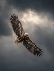 Obraz premium Golden eagle soaring in storm clouds, side view, wildlife photography