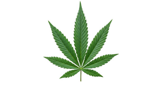 Cannabis marijuana leaf isolated on transparent background