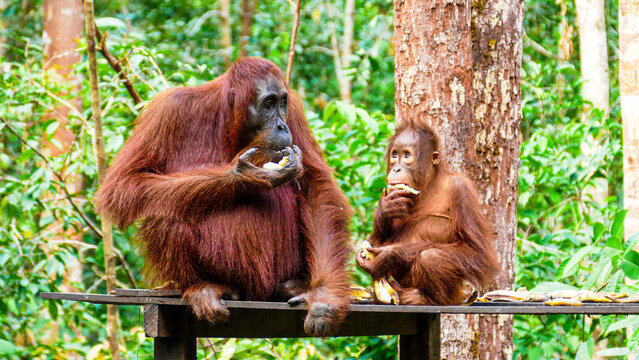 Wild Bornean Orangutan Pongo Pygmaeus in Tanjung Puting National Park Borneo