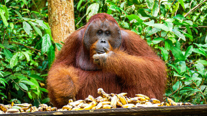 Wild Bornean Orangutan Pongo Pygmaeus in Tanjung Puting National Park Borneo © Wahde Stock