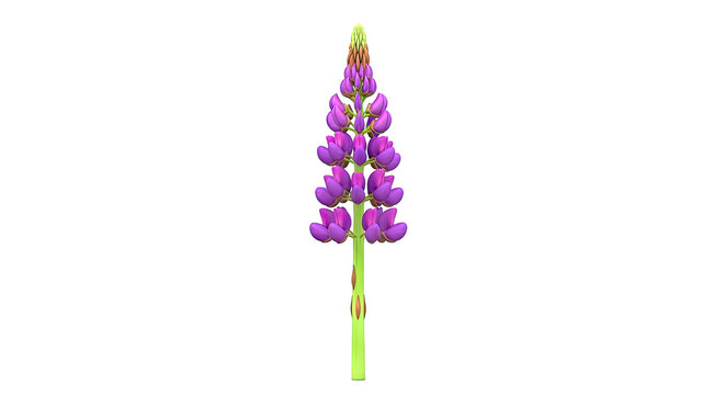 Purple Lupine Flower