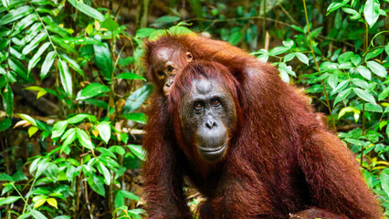 Fototapeta premium Wild Bornean Orangutan Pongo Pygmaeus in Tanjung Puting National Park Borneo