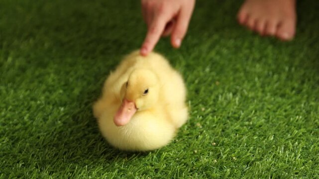 Baby animal. Little girl with duckling on green grass outdoors, closeup. Camera moving in