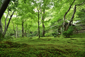 Fototapeta premium 緑の祇王寺 夏の苔庭(京都市右京区)