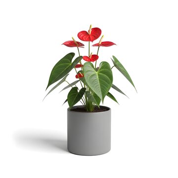 Red anthurium plant in round gray pot on white background