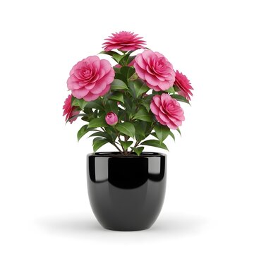 Vibrant pink camellia flowers blooming in a glossy black pot against a white background
