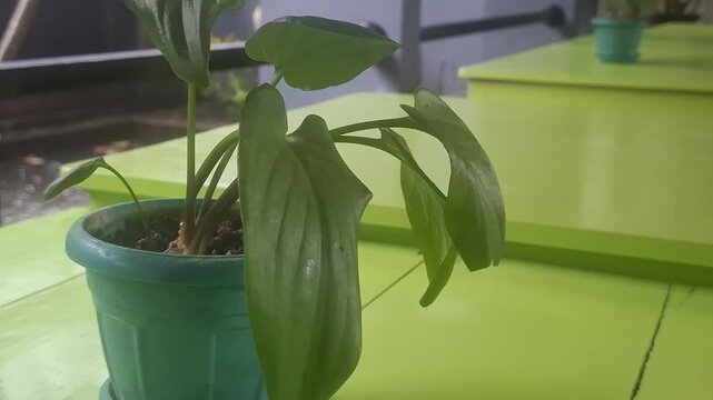 plant on a green pot on a green desk orbiting video