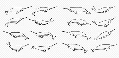 Set of hand-drawn narwhal line art illustrations in various poses, perfect for marine life designs. © Akun