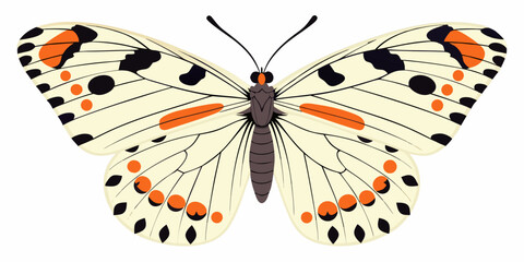A colorful butterfly with orange and black markings on white wings © Sudebi