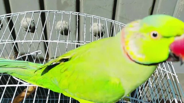 Vibrant Rose Ringed Parakeet Showcasing Beauty Intelligence And Playful Behavior