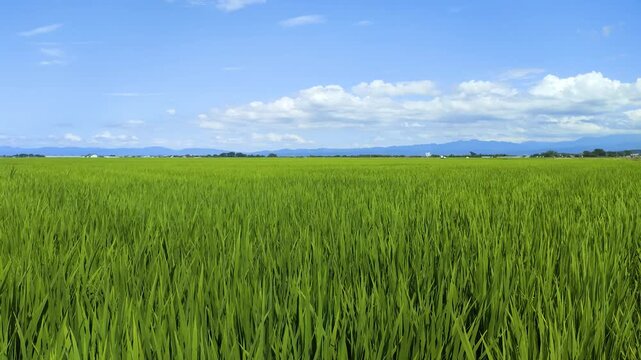 夏の庄内平野に広がる緑豊かな水田の風景