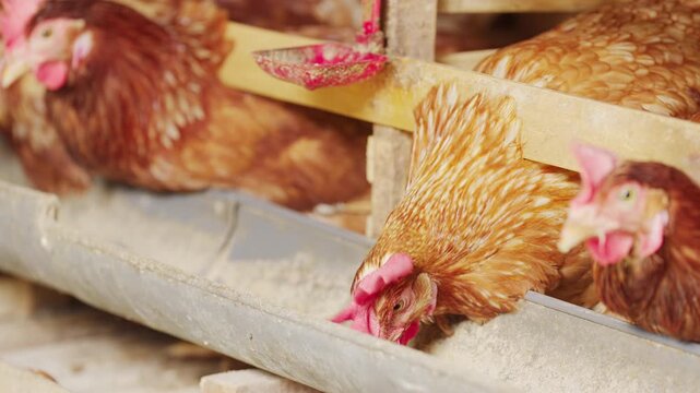egg laying chicken or hen feeding or eating animal feed in battery cages on intensive poultry farm, animal farming, in bali, indonesia, southeast asia, close-up