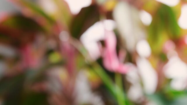 Blurry image with pink anthurium flower in out of focus then slowly focuses on a flower bud. Fresh, exotic botanical detail, perfect for nature, decor