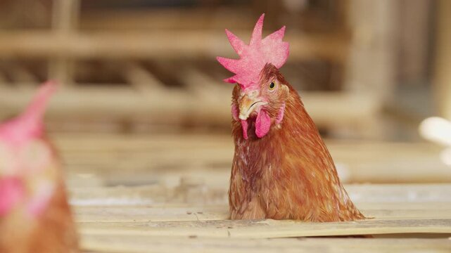 layer hen or chicken head in battery cage on poultry farm close-up in bali, indonesia, southeast asia, animal farming, beak and feather