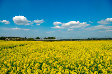 Obraz premium Golden rapeseed flower fields reflect the blue sky