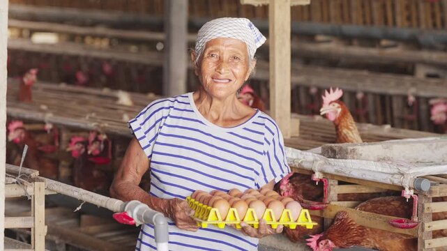 old chicken egg farmer smiling portrait, looking at camera, in poultry farm, layer hens in battery cages, bali, indonesia, southeast asia, indonesian people, slow motion