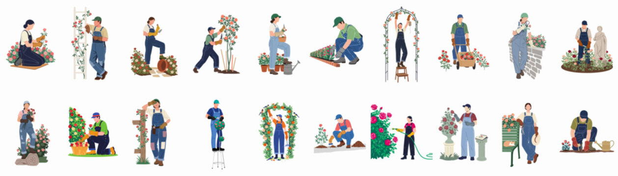 Collection of diverse gardeners performing various rose garden maintenance tasks like pruning, planting, and watering, isolated on white background.