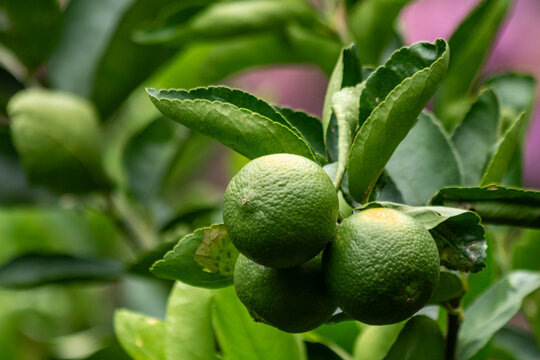 Close-up de lim&otilde;es verdes no p&eacute; entre folhas com fundo desfocado