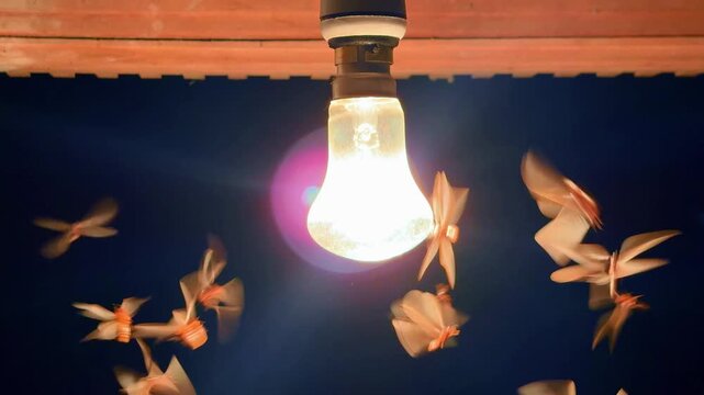 Group of insects flying under bright light during monsoon night