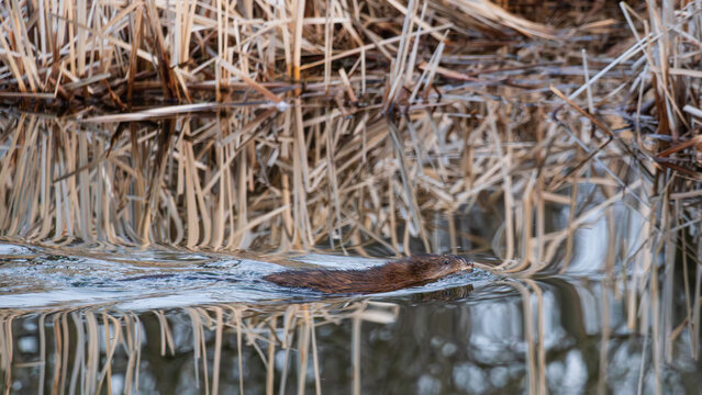 Eye-level landscape of a muskrat (Ondatra zibethicus) in profile swimming through a calm reflective wettlands river in early spring