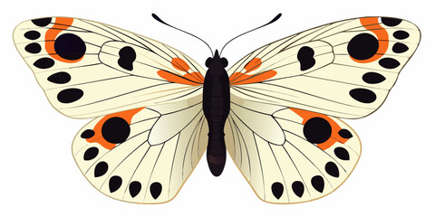 A colorful butterfly with orange and black spots on white wings © Raju