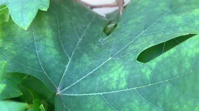grape vine close up leaf plant nature leaves