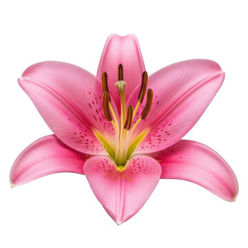 Pink lily flower isolated on transparent background