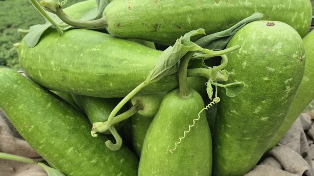 Harvested Green Bottle Gourds Arranged for Sale - Agriculture Bangladesh