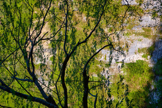Tree branches covered with young foliage hang over the cliff.