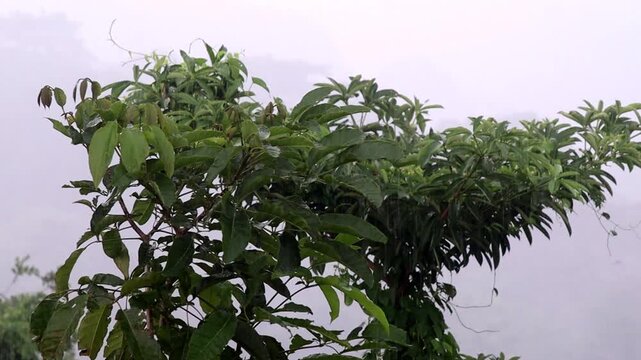 Rain falls, pouring down on the branches of the Pule tree
