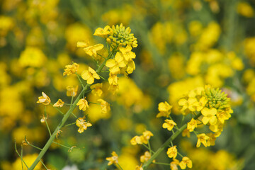Obraz premium Close up of bright yellow rapeseed flowers blooming in the spring field