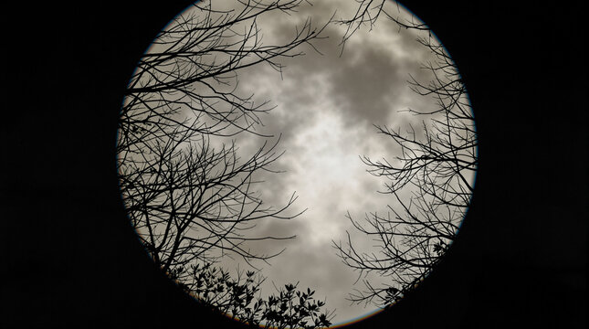 creeping tree branches with a large and beautiful full moon in the background