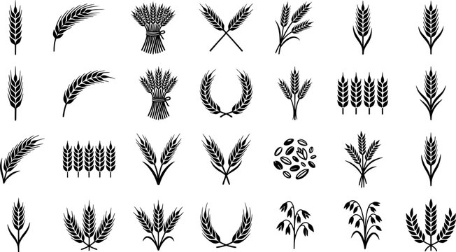Grains plants and cereal, rye barley and wheat ear spikes. Bakery food concept. Hand drawn sketch vector illustration

