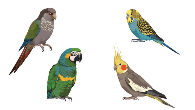 Colorful Pet Parrot and Parakeet Illustrations Set: Conure, Macaw, Budgie, Cockatiel Species
