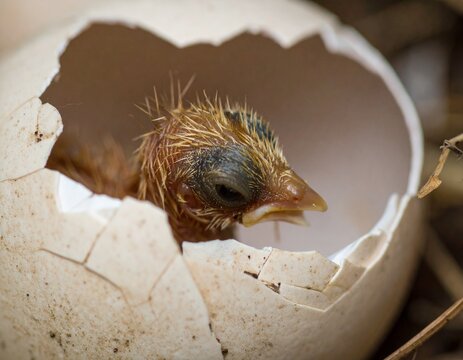 産まれたてのヒナ