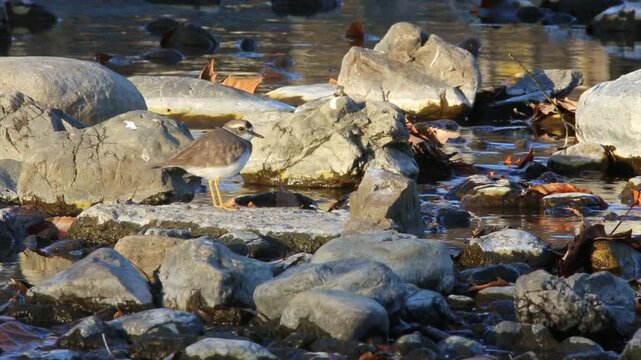 Long-billed Plover pausing to observe surroundings and scurrying across the riverbank.