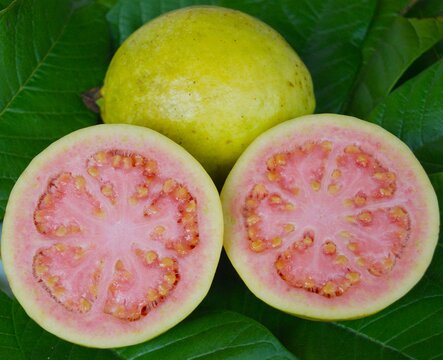Pr&eacute;sentation de goyaves, int&eacute;rieur et ext&eacute;rieur du fruit