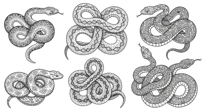 Set of Hand-Drawn Snake Illustrations with Intricate Patterns