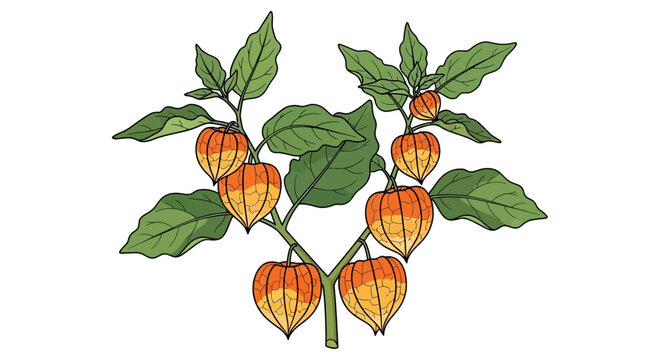 Physalis peruviana/angulata with antioxidants polyphenols, carotenoids and active compounds physalin which increases for immunity