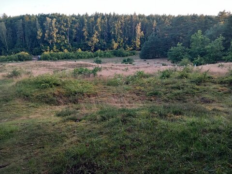 forest around viking burial mounts 