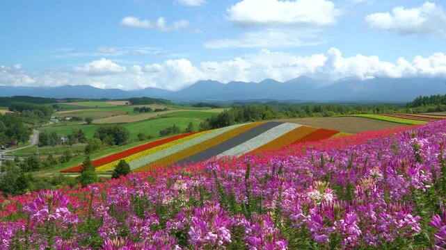 Hokkaido Shikisai No Oka Flower Fields 4K Scenic View
