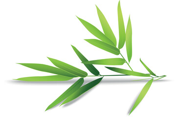 Fototapeta premium bamboo leaves isolated on white background
