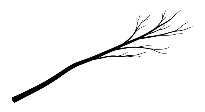 A minimalist black branch with sparse twigs on a white background.